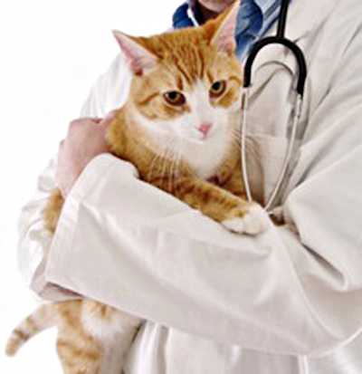 Vomiting cat Bothell Veterinarian - Bothell Pet Hospital