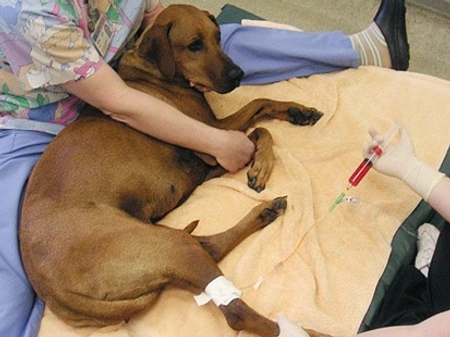 Cancer In Our Pets Bothell Pet Hospital