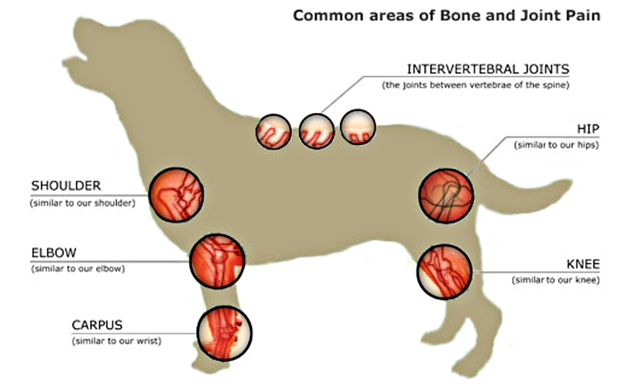 arthritis symptoms in dogs
