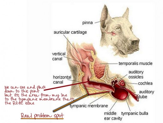 what do vets give dogs for ear infections