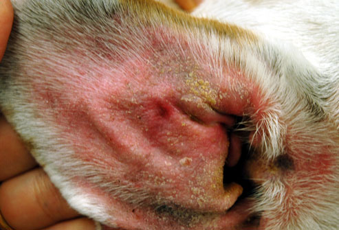 are dog yeast ear infections contagious
