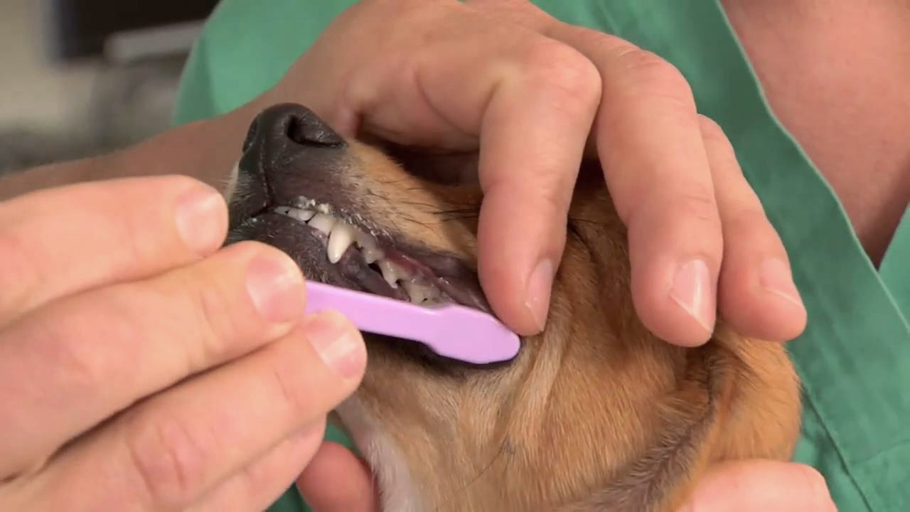Can Bad Teeth Cause Heart Problems In Dogs Can Bad Teeth Cause Heart Problems In Dogs