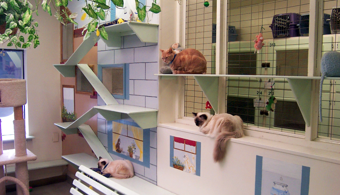 pet hotel for cats