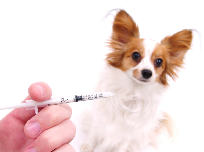 puppy vaccine after effects