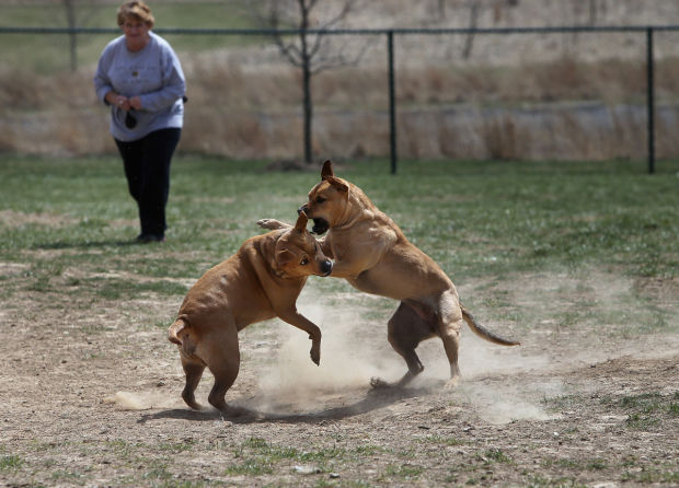 how do i stop my dog from fighting at the dog park