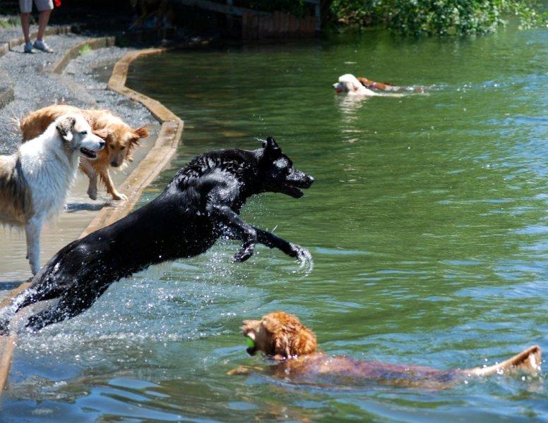 Are You Ready For The Off-Leash Dog Park? - Bothell Pet Hospital