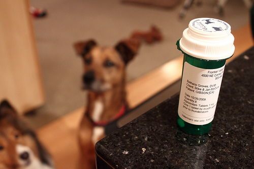 dog prescription medications