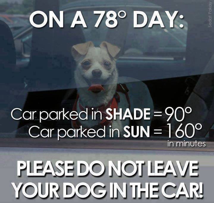 can you leave your dog in the car