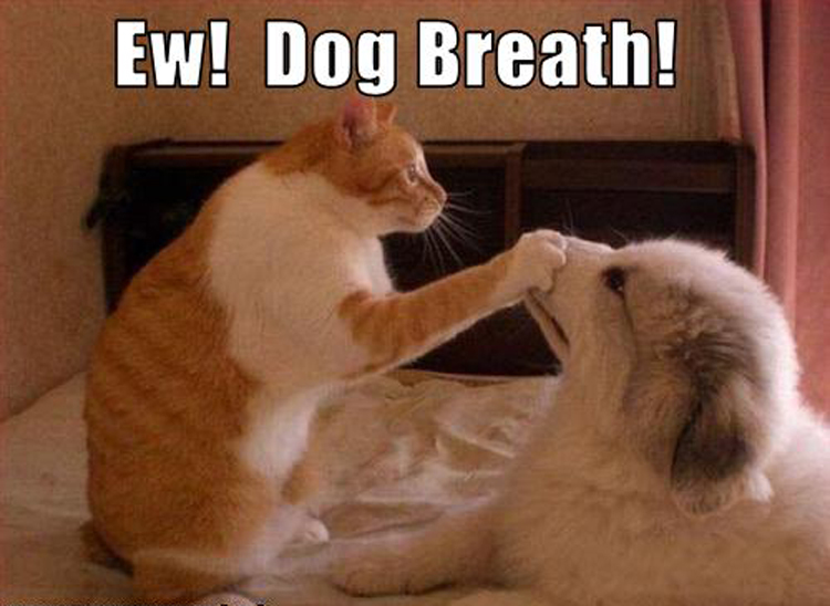 Why Does My Dog or Cat Have Bad Breath? - Bothell Pet Hospital