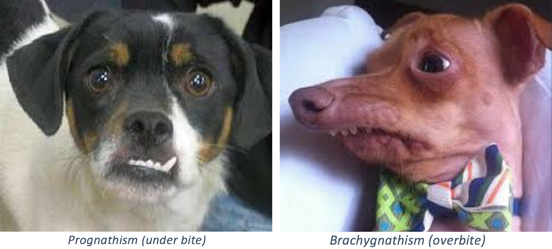 underbite dog