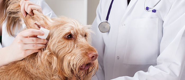 Ear Infections (Otitis Externa) in a Dog or Cat - Bothell Pet Hospital