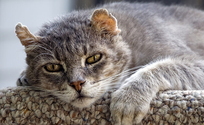 adjusting-to-life-with-a-senior-dog-or-cat-bothell-pet-hospital