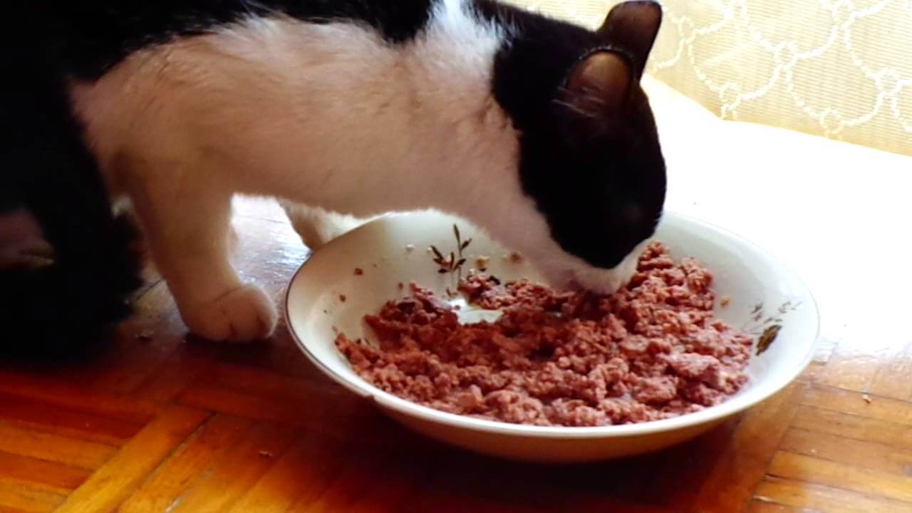 Можно котам давать сырое мясо. Кошка ест.