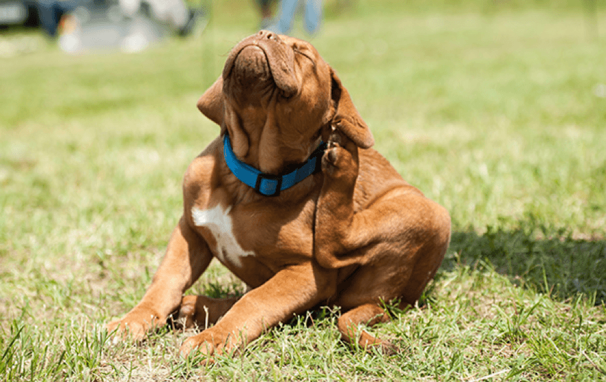 Canine Atopic Dermatitis Natural Treatment