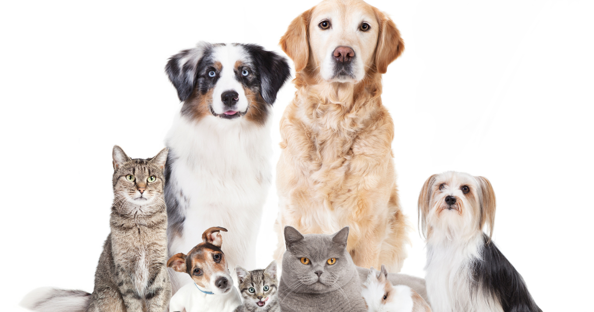 The differences and similarities between cats and dogs