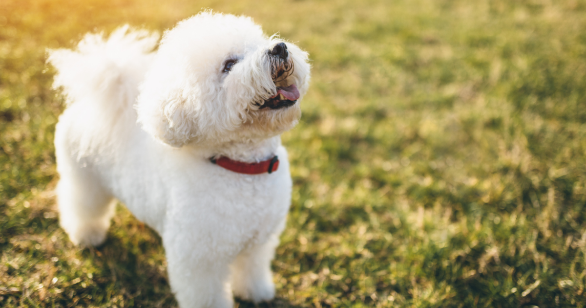 Bichon frise bad hot sale breath