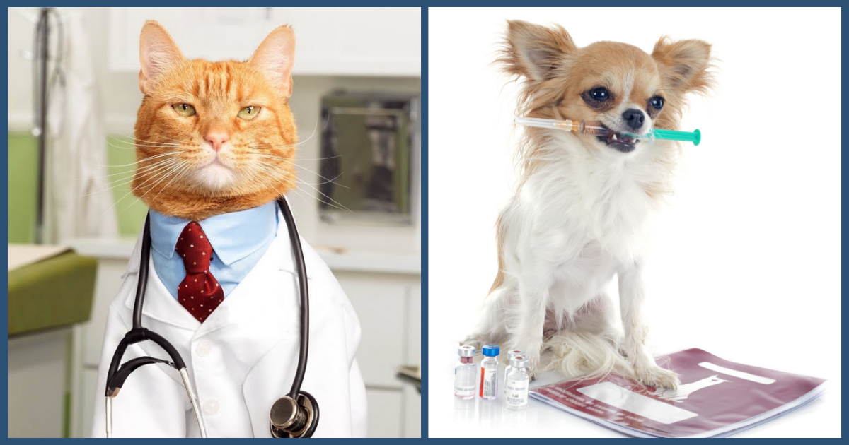 Pet Vaccinations 101 Frequently Asked Questions about Vaccinating