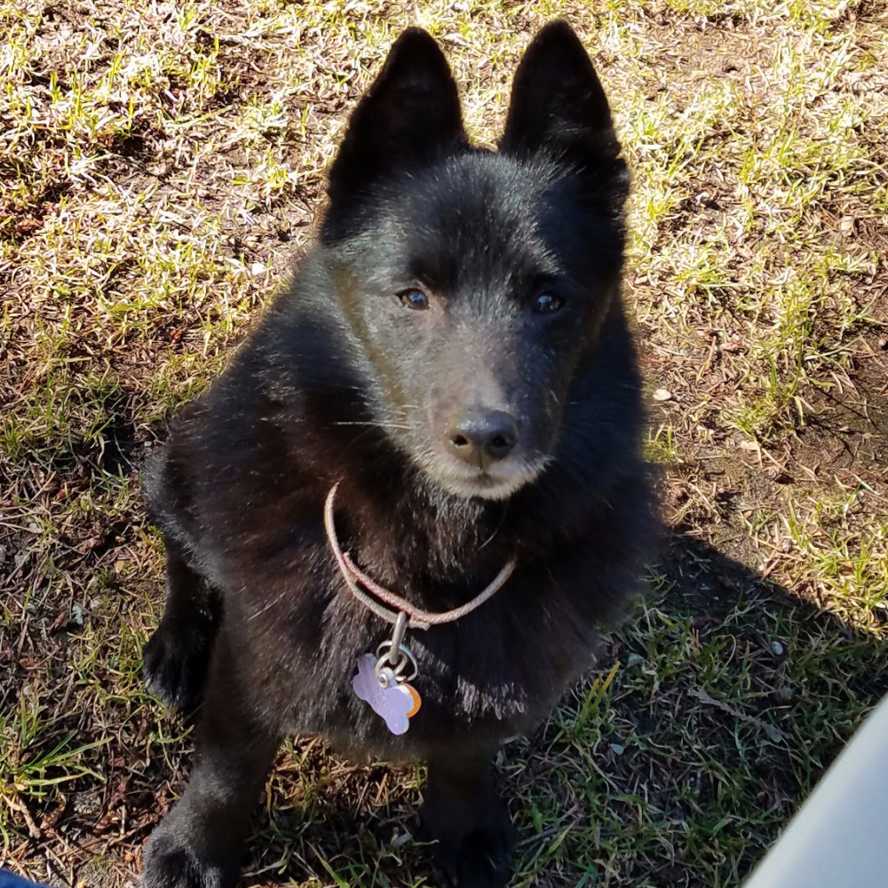 when should i spay or neuter my schipperke