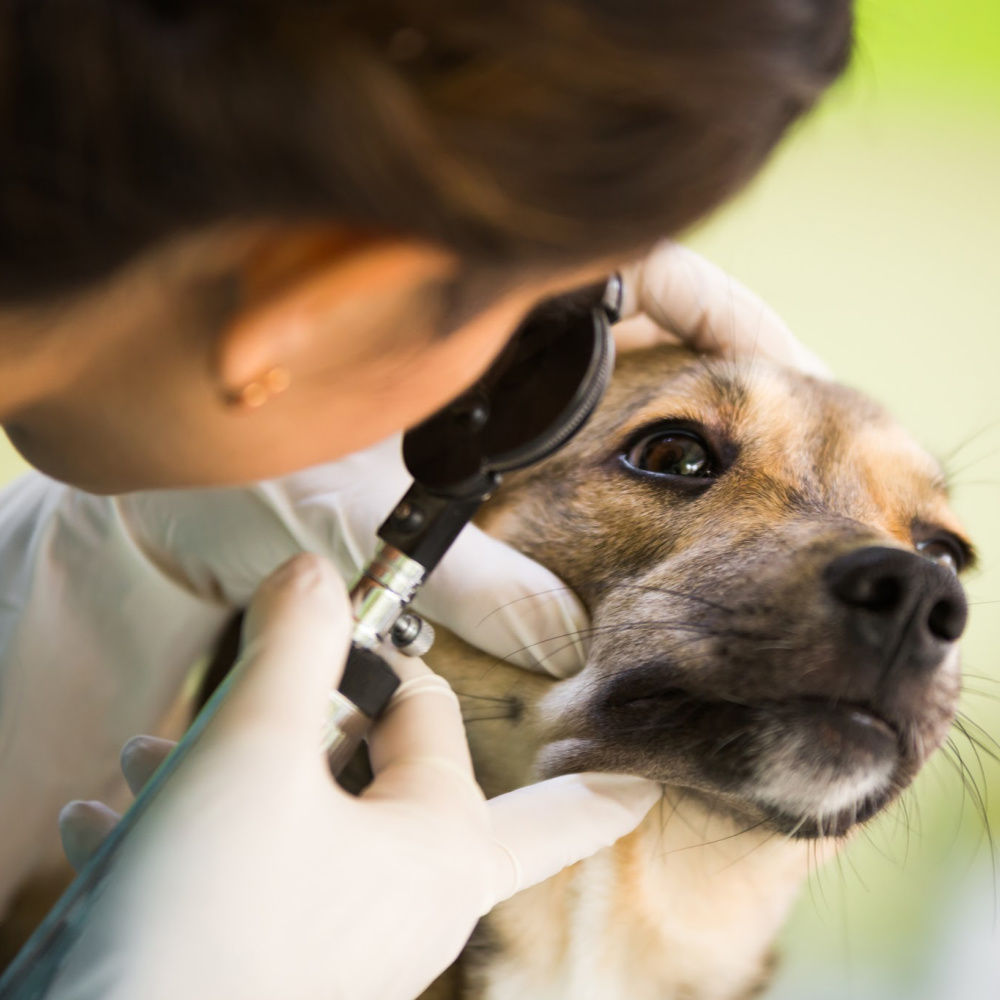 It is National Pet Health Insurance Month - Bothell Pet Hospital