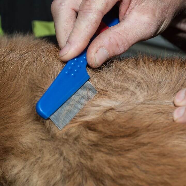 Flea and Tick Season is Here! Are You Ready? Bothell Pet Hospital