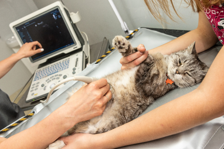 Ultrasound and Other Advanced Diagnostics for Cats at Bothell Pet Hospital