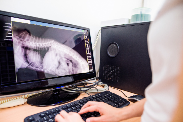 Digital X-Rays and Other Advanced Diagnostics for Dogs at Bothell Pet Hospital