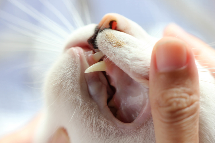 Dental Care for Cats at Bothell Pet Hospital