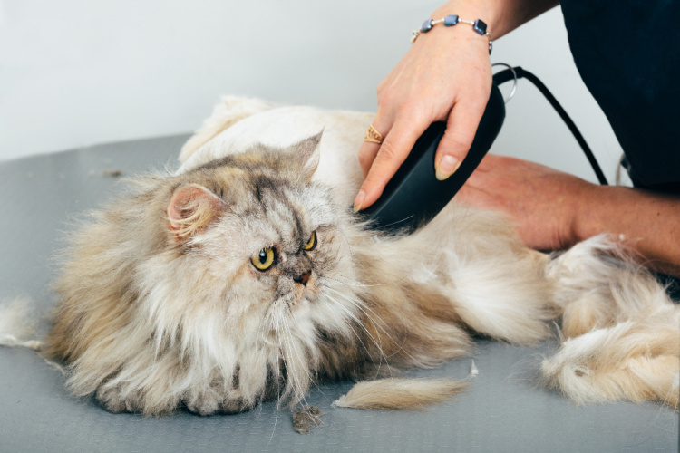 Cat Grooming Recommendations from Bothell Pet Hospital