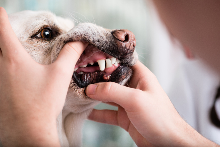 Dental Care for Dogs at Bothell Pet Hospital