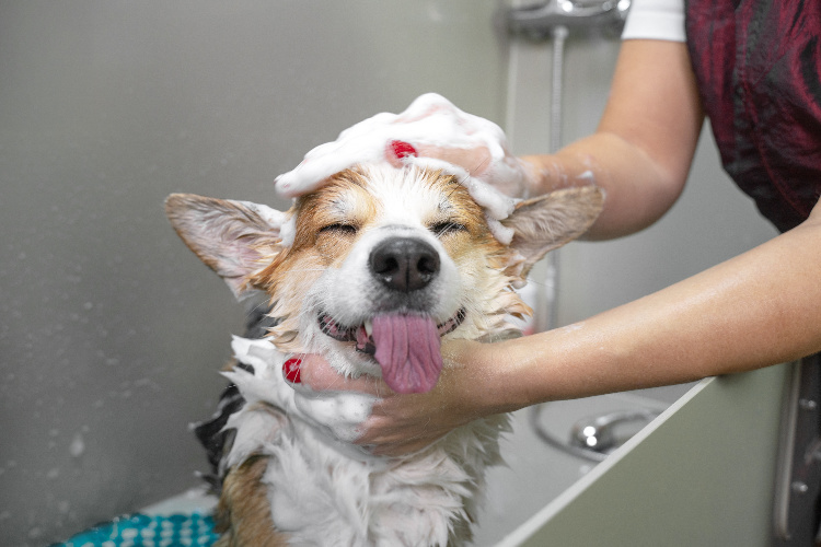 Dog Grooming Recommendations from Bothell Pet Hospital