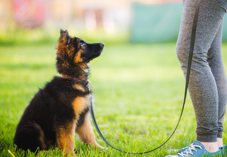 Dog Training Recommendations from Bothell Pet Hospital