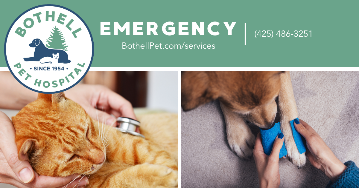 Emergency Care for Cats & Dogs Bothell Pet Hospital