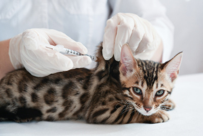 Pet Vaccinations Offered at Bothell Pet Hospital