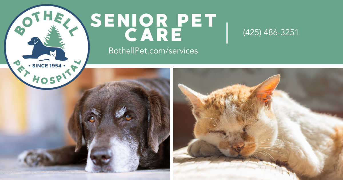 Senior Pets: Golden Years, Silver Linings