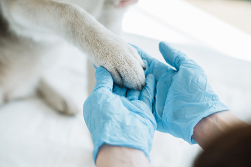 Veterinary Services Offered at Bothell Pet Hospital