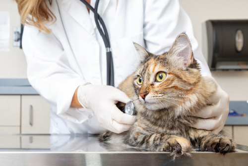 Veterinary Services Offered at Bothell Pet Hospital