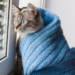 Bothell Pet Hospital provides exceptional cat vet care