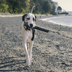 Bothell Pet Hospital provides exceptional dog vet care