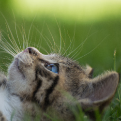 Bothell Pet Hospital provides exceptional vet care for cats