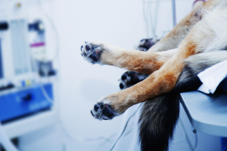 Pet Surgical Services Offered at Bothell Pet Hospital