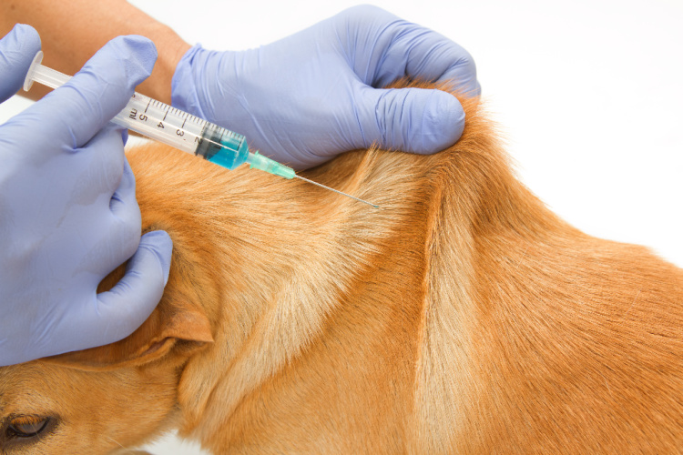 Vaccinations for Dogs at Bothell Pet Hospital