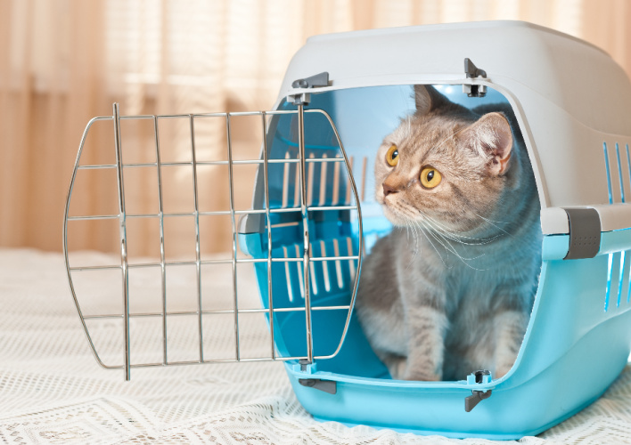 Wellness and Preventive Care for Cats at Bothell Pet Hospital