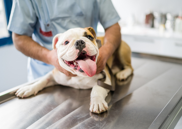 Wellness and Preventive Care for Dogs at Bothell Pet Hospital