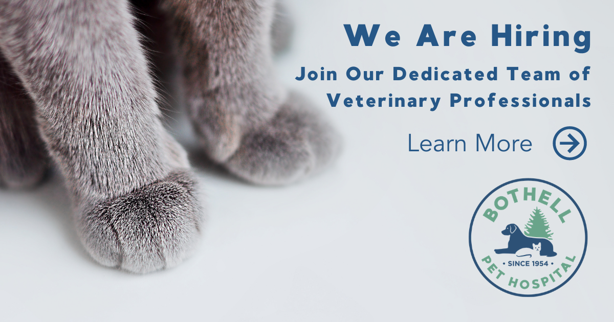 We're Hiring at Bothell Pet Hospital — Doctors, Vet Techs, Assistants, and More