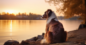 bothell pet hospital heartworm