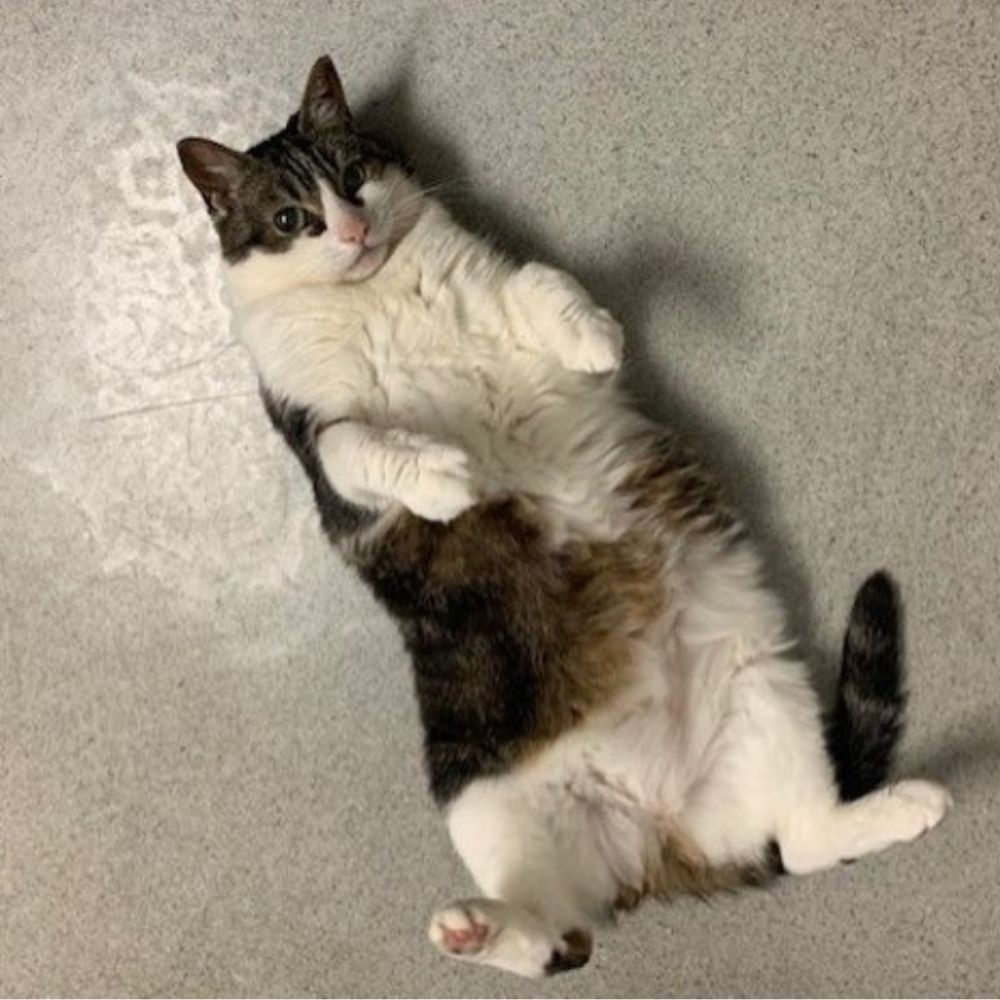 Anna, Veterinary Assistant at Bothell Pet Hospital