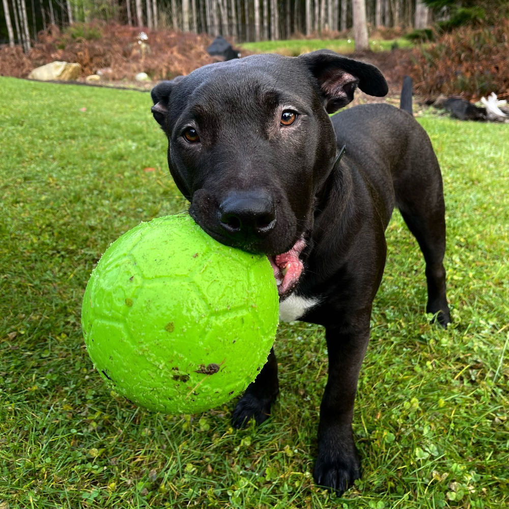 Leilani, Client Care Coordinator at Bothell Pet Hospital