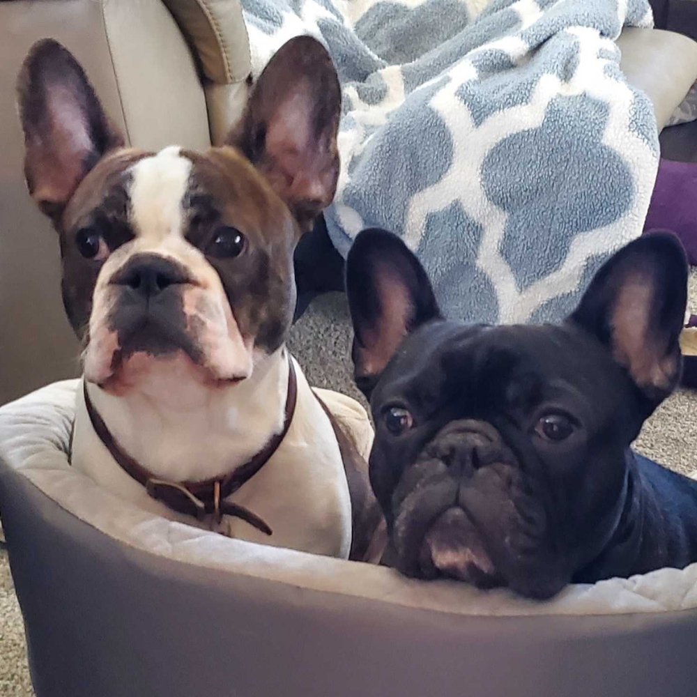 Tara, Client Care Coordinator at Bothell Pet Hospital