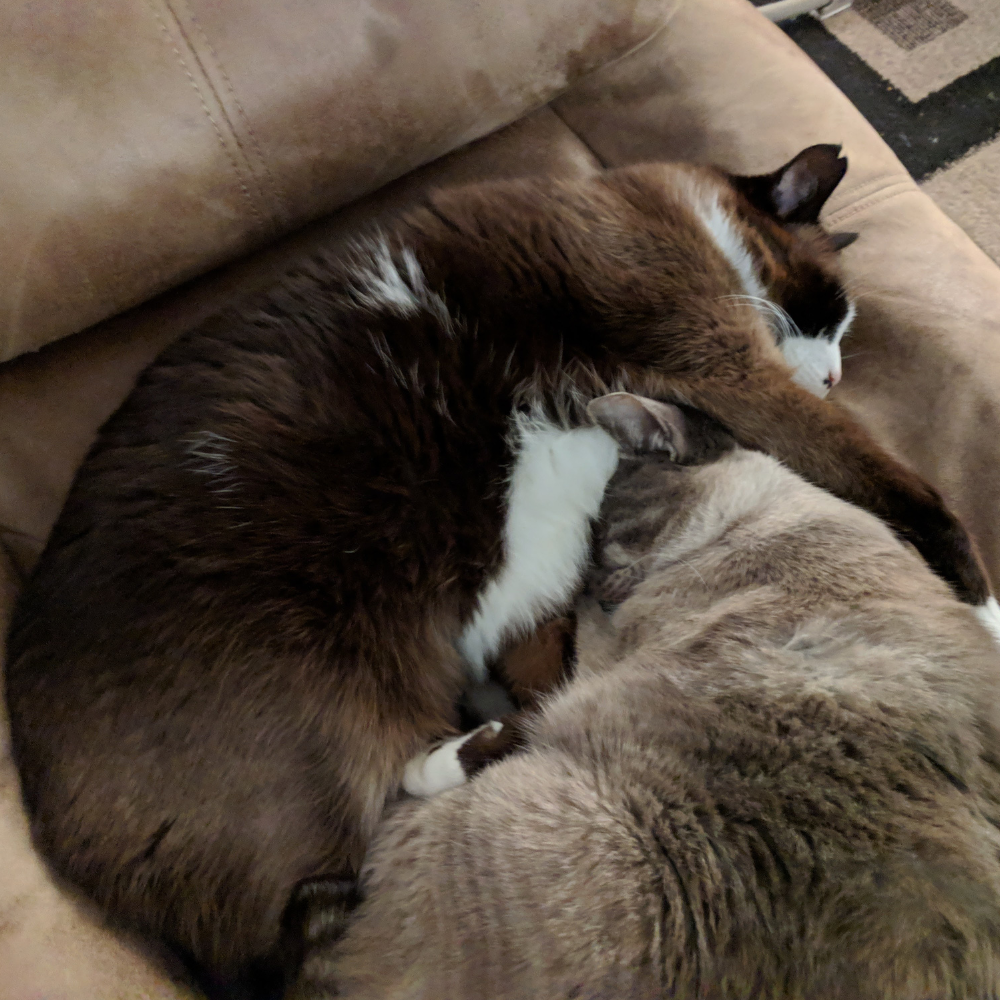 Stephanie, Client Care Coordinator at Bothell Pet Hospital