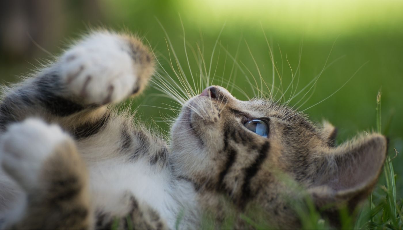 Bothell Pet Hospital provides exceptional vet care for cats